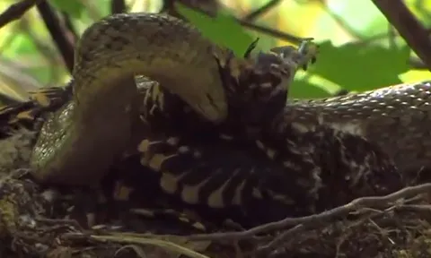 CLIP: Đi săn chim, rắn chuột bỗng biến từ kẻ đi săn thành con mồi