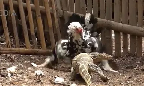 CLIP: Đi săn gà, kỳ đà bị gà mẹ đánh cho thua tan tác