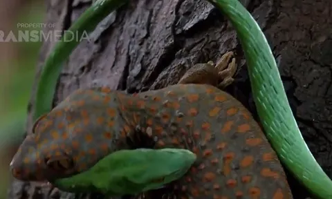 CLIP: Mãn nhãn trước màn tử chiến bất phân thắng bại của rắn roi và tắc kè