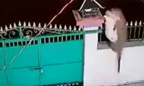 CLIP: Nửa đêm, báo hoa mai leo tường rào vào bắt trộm chó rồi tẩu thoát 