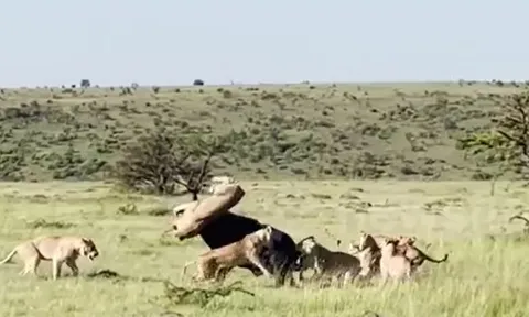 CLIP: Bị chấn thương nặng, trâu rừng vẫn húc văng sư tử lên không trung