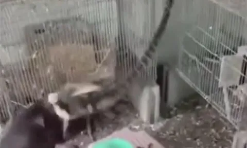 CLIP: Chó nhà dũng cảm tấn công rắn độc để giải cứu chim