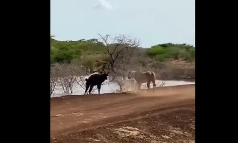 CLIP: Linh dương thoát hiểm ngoạn mục trước hàm cá sấu và móng vuốt sư tử
