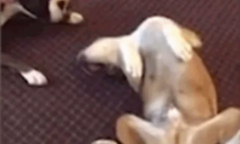 CLIP: Chiêm ngưỡng màn giả chết thần sầu của chó Boxer