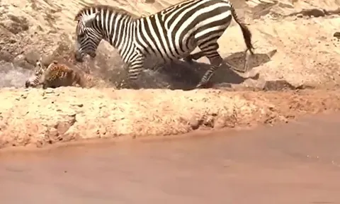 CLIP: Bị bắt mất con, ngựa vằn nổi điên cắn báo hoa mai