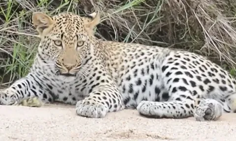 CLIP: Ngỗng con giả chết, thành công đánh lừa báo hoa mai để chạy thoát thân