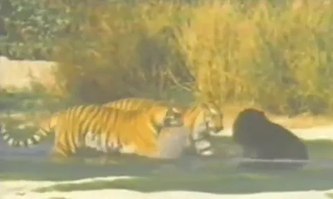CLIP: Màn tử chiến bất phân thắng bại của gấu đen và 2 con hổ