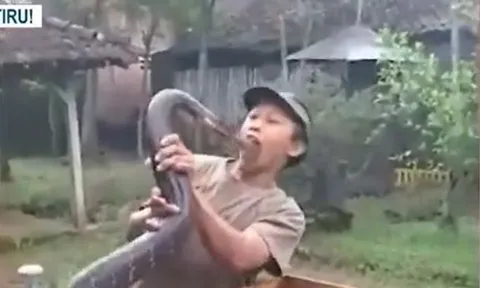 CLIP: Đùa giỡn với rắn hổ mang khổng lồ để quay video, người đàn ông nhận cái kết bi thảm