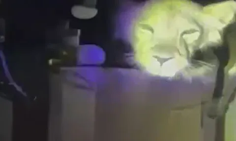 CLIP: Nghe tiếng động lạ lúc nửa đêm, soi đèn thì phát hiện sư tử nằm chình ình trên nóc tủ lạnh