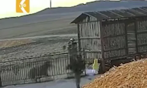 CLIP: Hổ phá cổng xông vào tấn công người và cái kết 'thót tim'