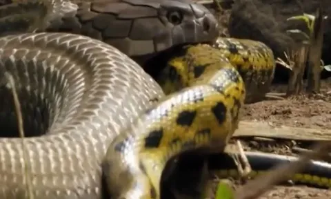 CLIP: Đang đói bụng, rắn hổ mang chúa 'vớ bở' khi gặp con mồi dễ xơi