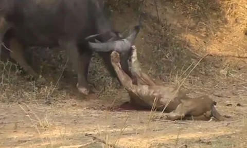CLIP: Đi săn trâu rừng, sư tử bỏ mạng vì cặp sừng sắc nhọn của con mồi