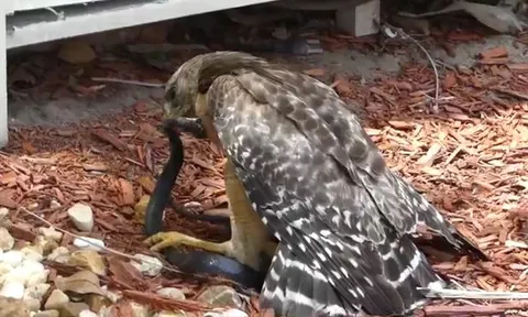 CLIP: Đi săn rắn, diều hâu bị con mồi cắn ngược và cái kết