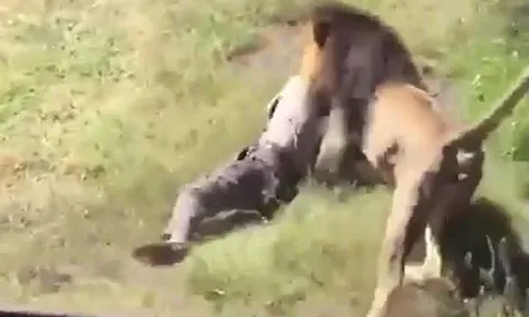 CLIP: Vào chuồng thăm sư tử, ông chủ công viên bị chúa tể đồng cỏ tấn công rồi kéo lê đi nhưng cái kết mới sốc