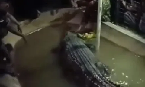 CLIP: Xoa đầu cá sấu, cụ ông nhận ngay bài học gây ám ảnh cả đời