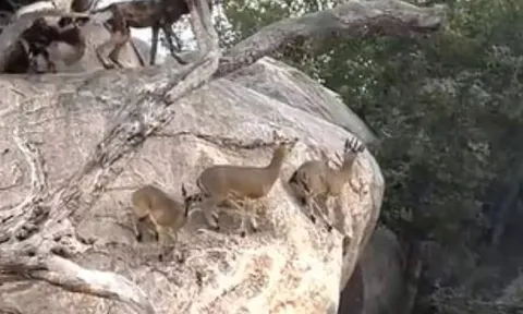 CLIP: Bị 21 con chó hoang truy sát, linh dương chưa trưởng thành vẫn khiến kẻ đi săn bẽ mặt