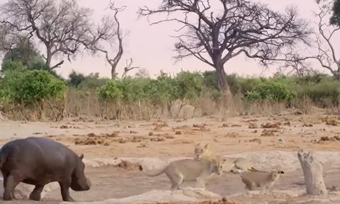 CLIP: Trêu chọc hà mã, đàn sư tử nhận bài học nhớ đời