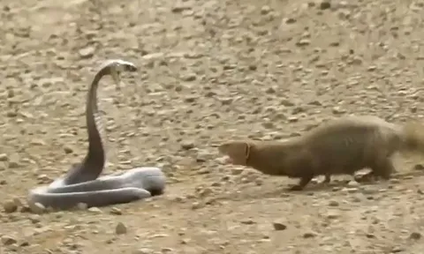 CLIP: Đụng độ cầy Mangut, rắn hổ mang Nam Phi bị kẻ thù xé xác