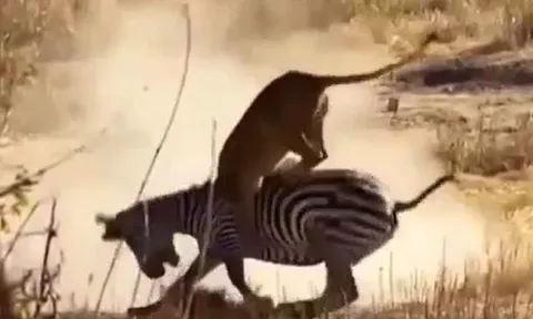 CLIP: Đi săn ngựa vằn, sư tử bị hành cho 'ra bã'