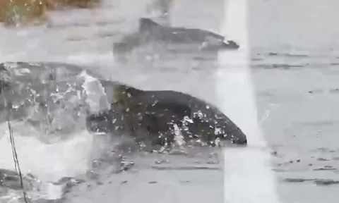 CLIP: Kỳ lạ khoảnh khắc cá hồi bơi qua đường quốc lộ ở Washington, Mỹ