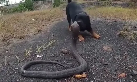 CLIP: Đụng độ chó Rottweiler, rắn hổ mang chúa nhận cái kết thê thảm