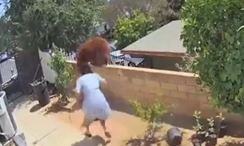 CLIP: Thiếu nữ 17 tuổi tay không đánh đuổi gấu nâu để bảo vệ thú cưng và cái kết đáng tự hào