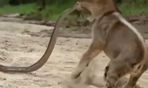 CLIP: Bị sư tử đe dọa, trăn đá châu Phi tung cú đớp khiến chúa tể đồng cỏ sợ khiếp vía