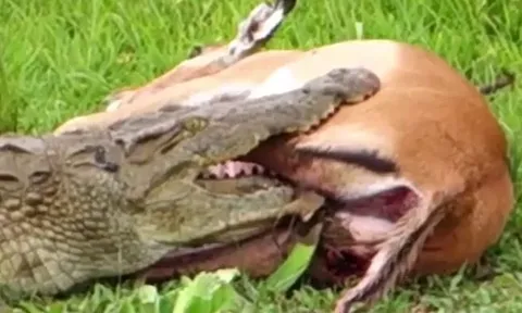 CLIP: Nằm gọn trong miệng cá sấu, linh dương Impala vẫn thoát chết thần kỳ