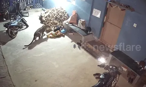 CLIP: Báo hoang đột nhập nhà dân, ra tay chớp nhoáng bắt chó trong tích tắc