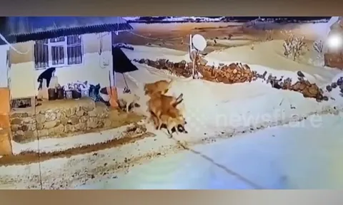 CLIP: Chó nhà dũng cảm một mình đối đầu bầy sói – Cái kết khiến ai cũng bất ngờ