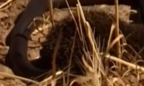 CLIP: chạm trán nhím, rắn hổ mang Ai Cập nhận cái kết xấu hổ