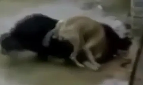 CLIP: Đụng độ ngao Tây Tạng, chó Pitbull nhận cái kết thê thảm