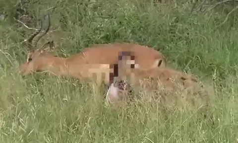 CLIP: Bị linh cẩu cắn xé, linh dương bỗng vùng dậy chống trả lại kẻ đi săn và cái kết