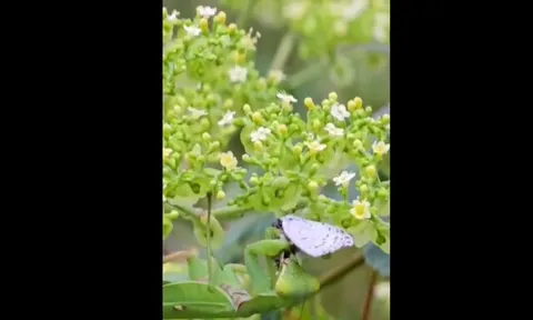 CLIP: Choáng ngợp trước pha săn mồi thần tốc của bọ ngựa