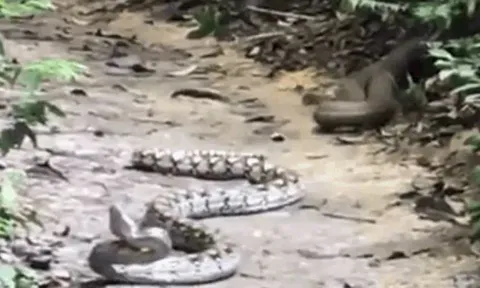 CLIP: Bị rắn hổ mang chúa 'tập kích' bất ngờ, trăn 'khủng' nhận cái kết đau đớn