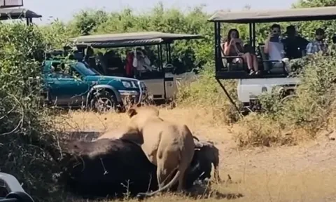 CLIP: Trâu rừng liên tục tấn công đồng loại để giải cứu đối phương khỏi nanh vuốt sư tử