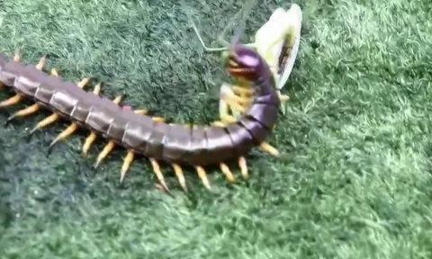 CLIP: Trận chiến sinh tử giữa rết độc và bọ ngựa, kẻ mạnh hơn đã lộ diện
