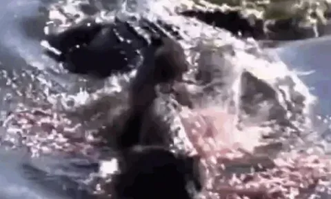 CLIP: Rơi vào vòng vây của 4 con cá sấu, báo đốm bị chúa tể đầm lầy xé xác