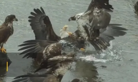 CLIP: Màn cướp mồi ngoạn mục, đại bàng non tung cú đạp khiến đồng loại ngã ngửa xuống nước