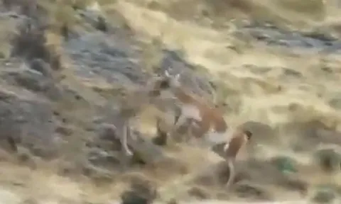 CLIP: Đi săn lạc đà, báo sư tử bị con mồi 'hành' cho thừa sống thiếu chết