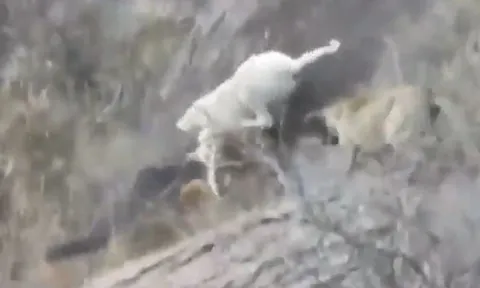 CLIP: Đụng độ đàn chó săn Dogo, báo sư tử nhận cái kết đầy đau đớn