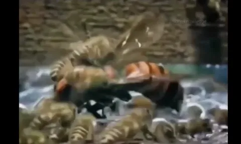 CLIP: Màn đối đầu nghẹt thở, ong mật hợp sức tiêu diệt ong bắp cày xâm nhập tổ