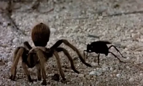 CLIP: Nhện khổng lồ quằn quại dưới nọc độc của sát thủ cánh vàng