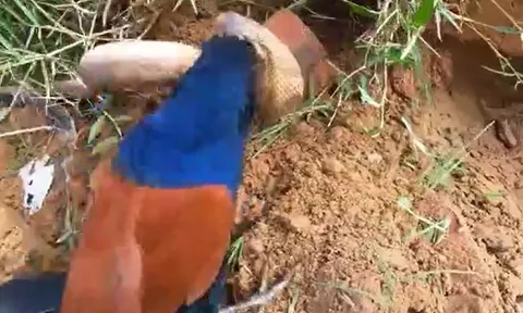 CLIP: Rắn hổ mang bị đa chấn thương khi chạm trán bìm bịp hung dữ