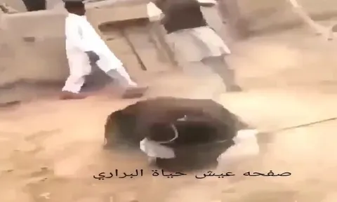 CLIP: Chó ngao đơn độc "tử chiến" gấu đen, cái kết bất ngờ khiến người xem ngỡ ngàng