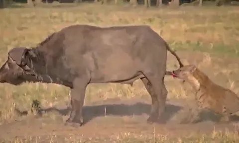 CLIP: Bị linh cẩu cắn vào 'chỗ hiểm', trâu rừng to lớn nhanh chóng 'giương cờ trắng đầu hàng'