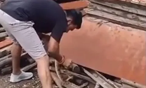 CLIP: Dùng tay không bắt rắn cực độc, người đàn ông nhận cái kết đầy đau đớn