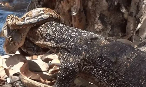 CLIP: Bị trăn gấm siết chặt đầu, kỳ đà lật ngược tình thế ở phút chót, ăn thịt luôn đối thủ