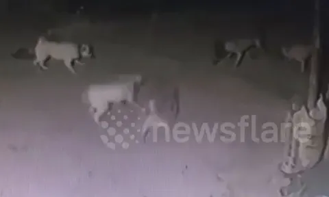 CLIP: Một mình đối đầu với sáu con chó nhà, rắn hổ mang nhận cái kết thê thảm