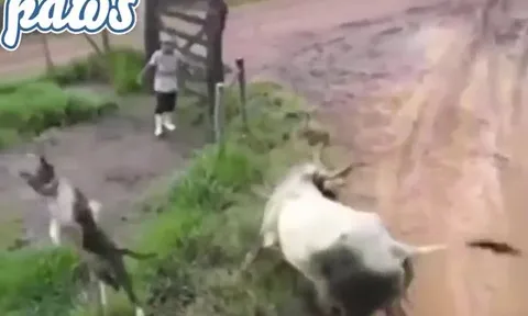 CLIP: Chủ động lại cắn bò đực, chó nhà kẻ bị đá, con bị húc văng lên không trung